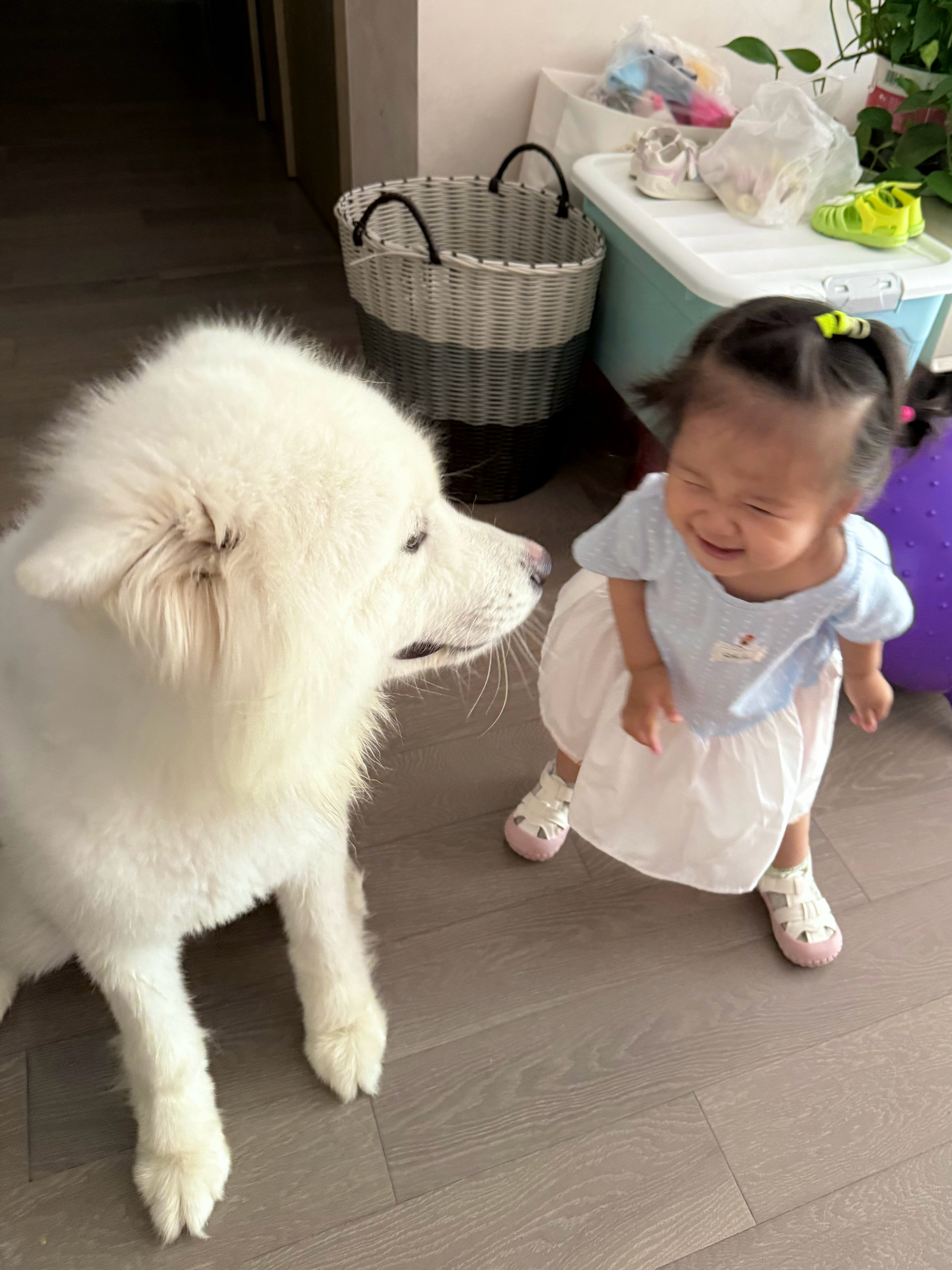 女王早期训狗实录 