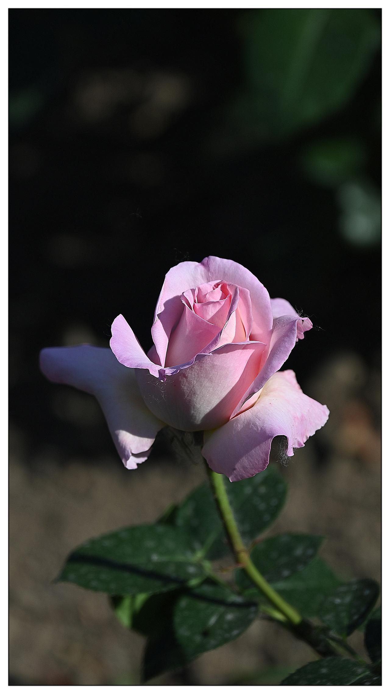 粉黛佳人，月季花