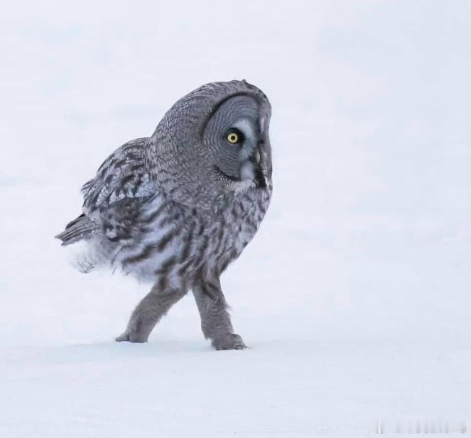 雪地漫步的乌林鸮🦉大长腿！ 