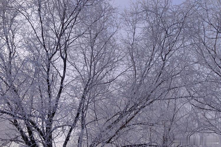 即刻出发去吉林   ❄️吉林的冬天简直是童话世界呀！雪花纷飞，银装素裹的世界让人