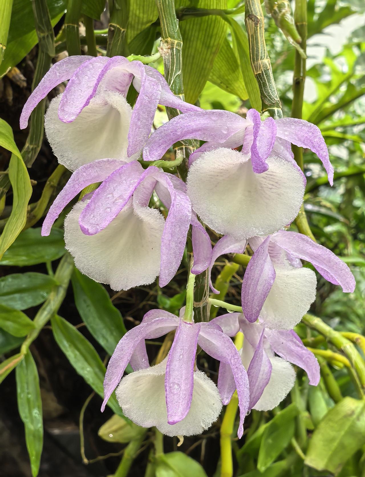 色香味俱全，视觉、嗅觉、味觉三重享受的春日兰科精灵，报春石斛。
报春石斛的花姿优