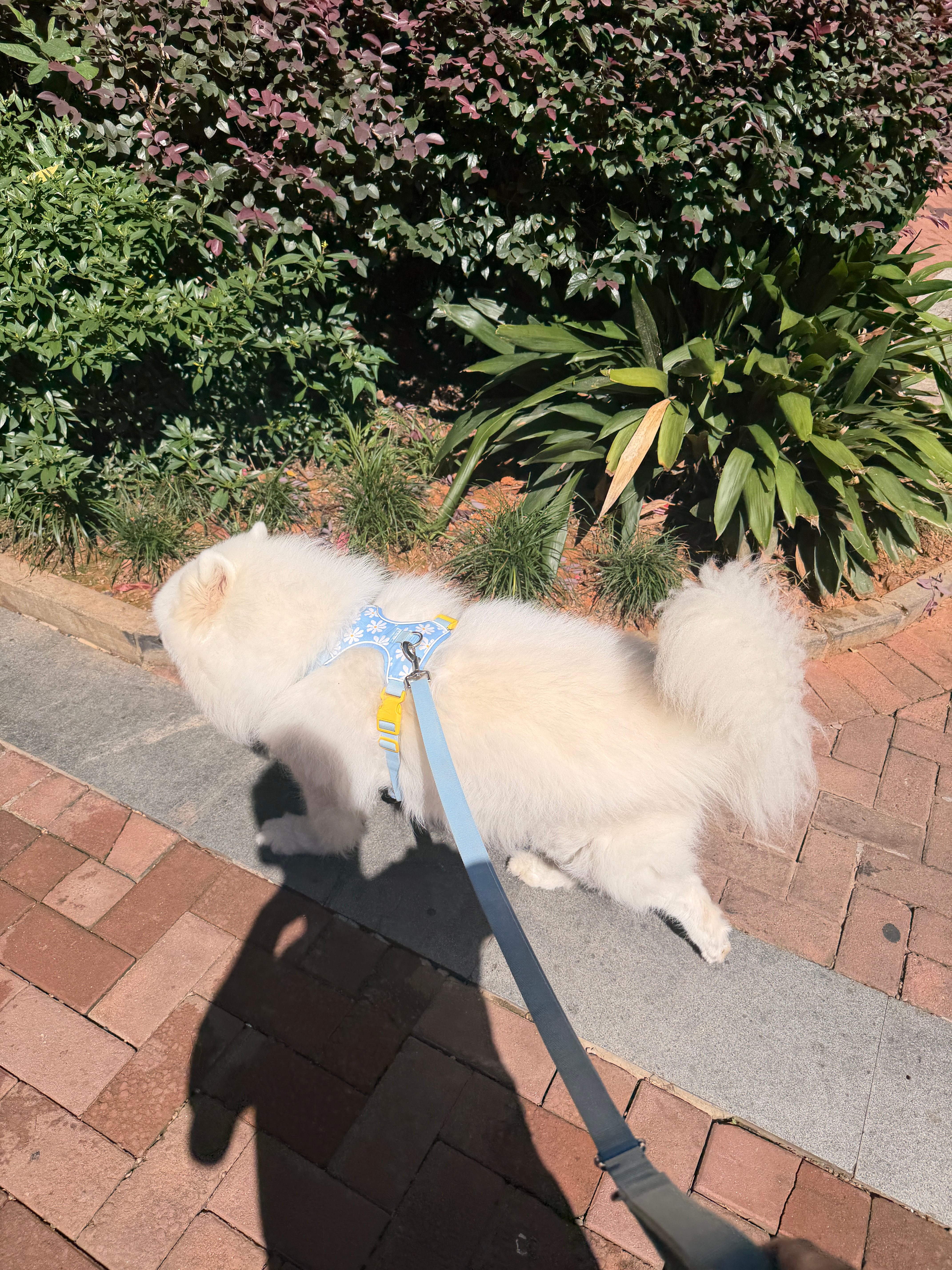 焦黄小面包。 ​​​