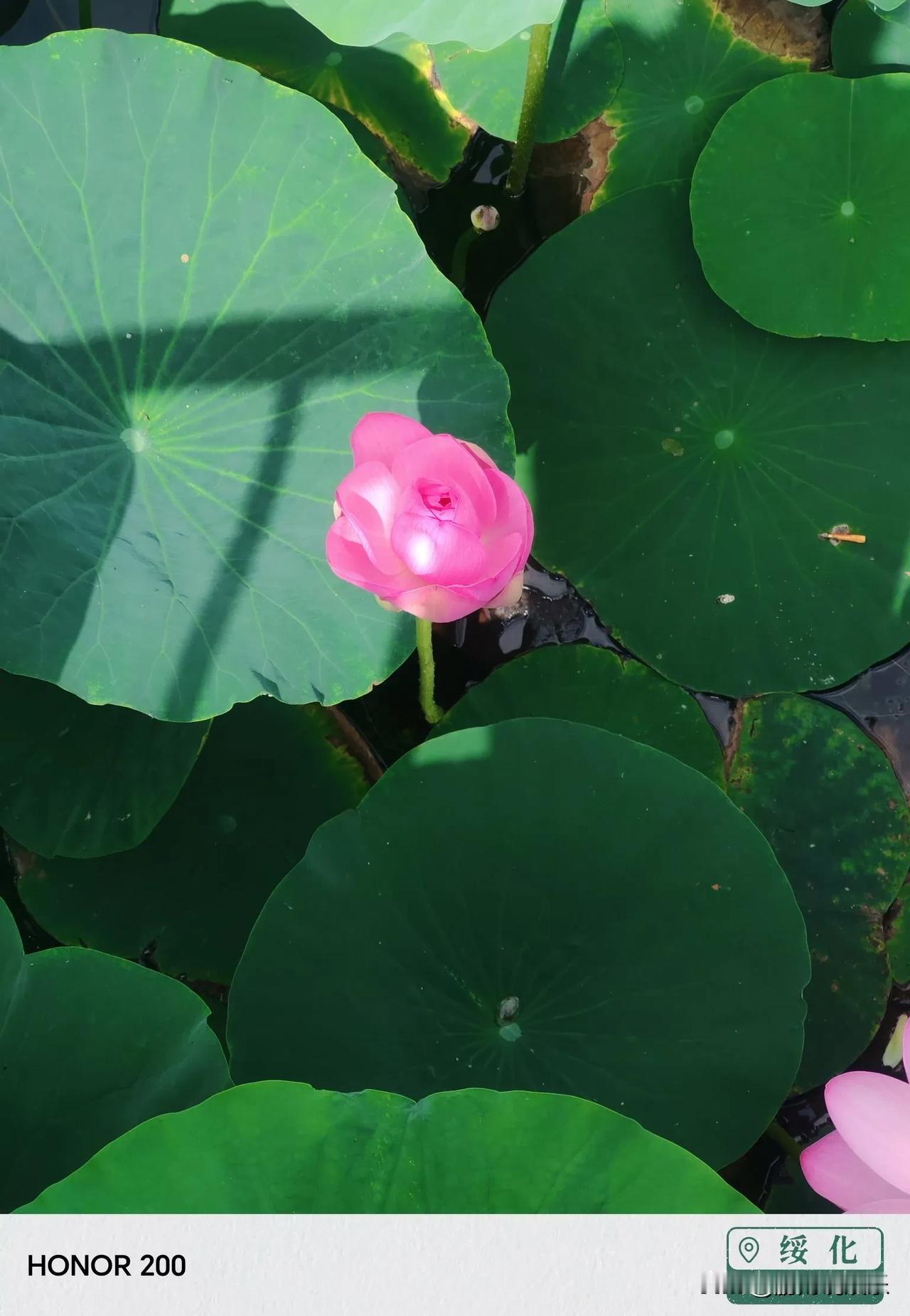 分享相册里最美的花千岛湖旅游时拍的一朵含苞待放的荷花！