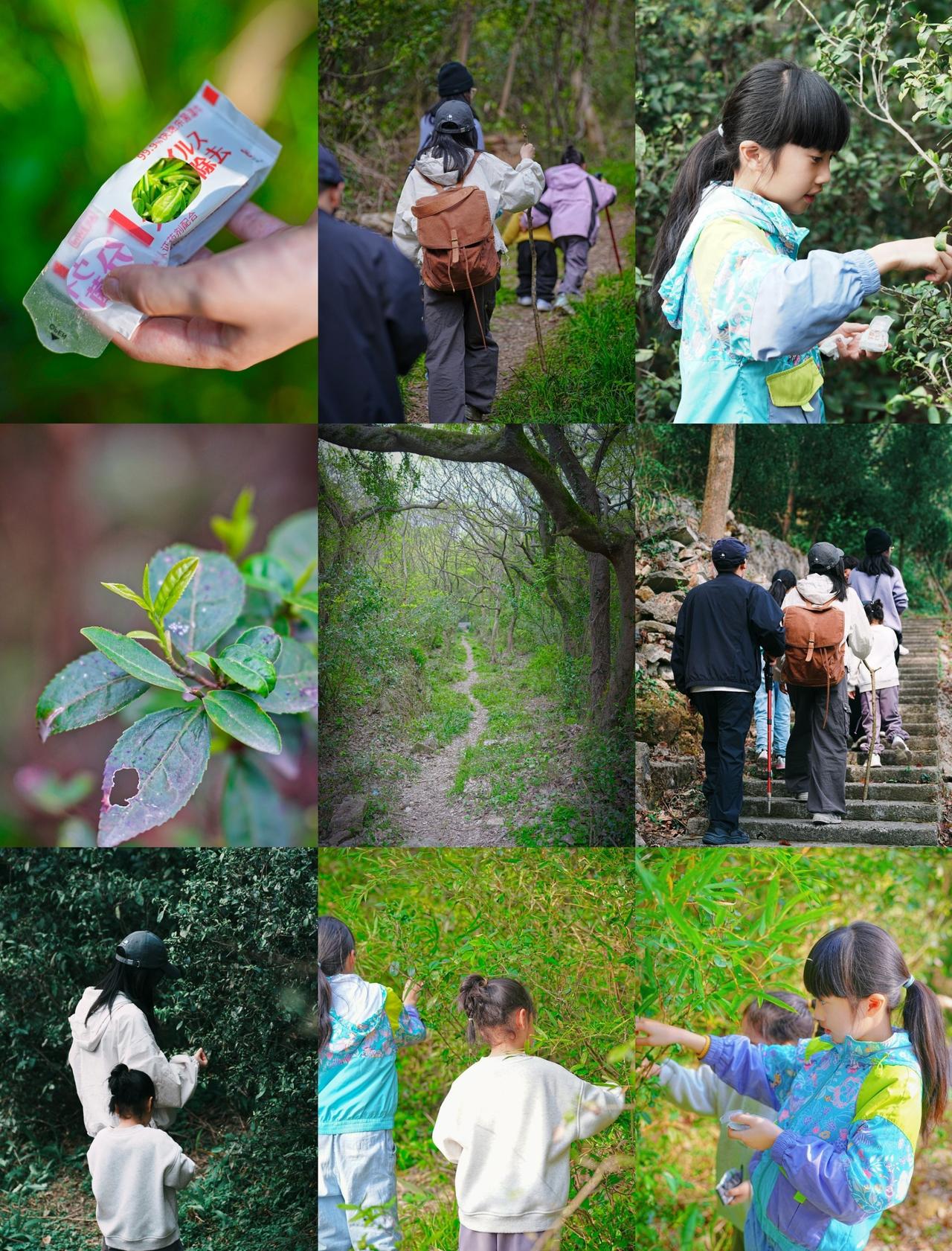 漫山野茶树，温州这里边徒步边采茶体验妙绝
📍温州 牛山公园
创作者赏金计划📍