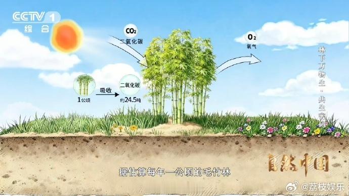 浙江这个县靠卖空气年入千万竹林空气也是真金白银原来清新空气也能变现！从空气罐头到