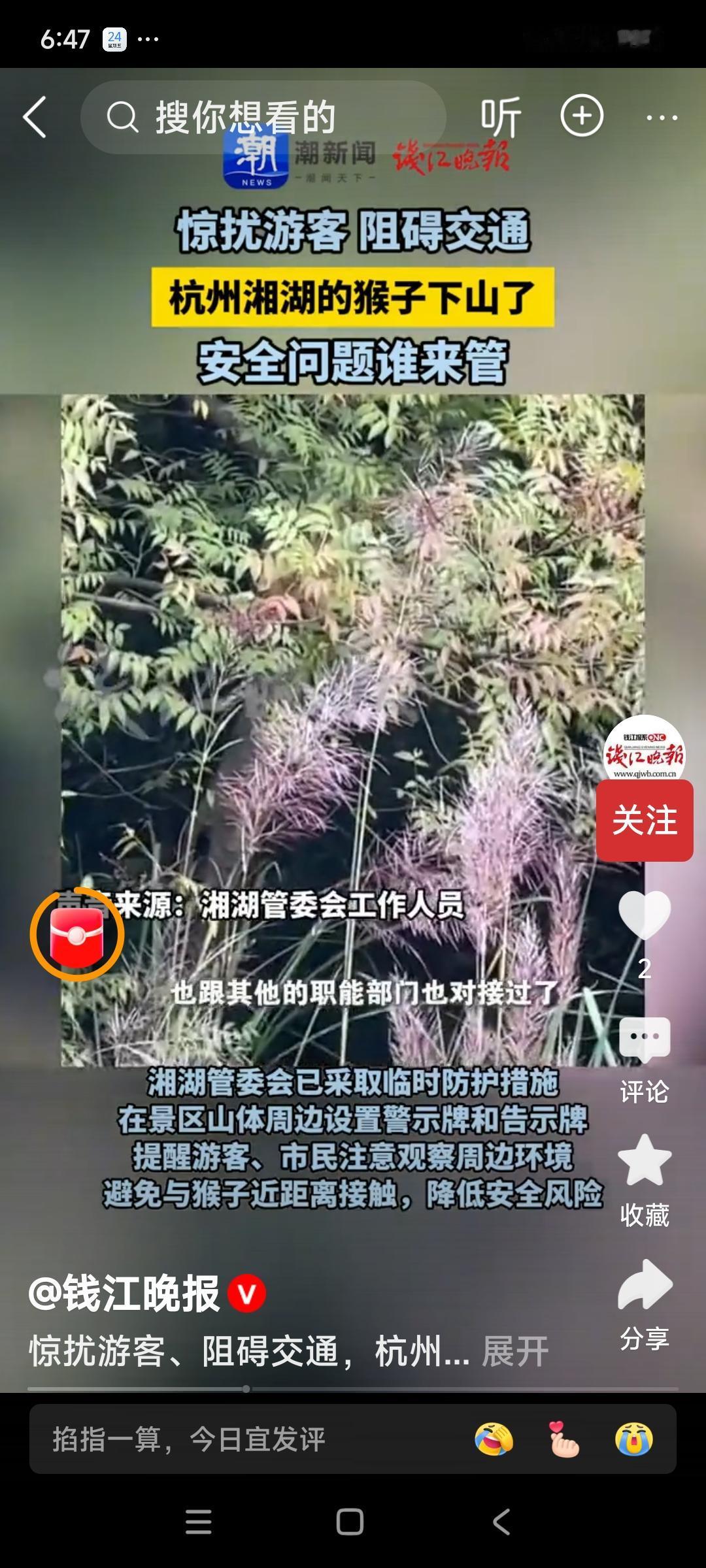 官方回应杭州湘湖有猴群“下山”
近日，有市民驾车路过湘湖先照寺附近时，路上出现了