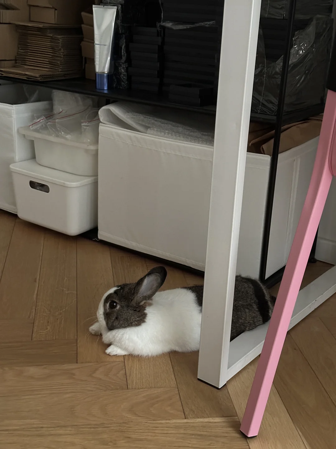 阴雨天兔兔胃口都变差了