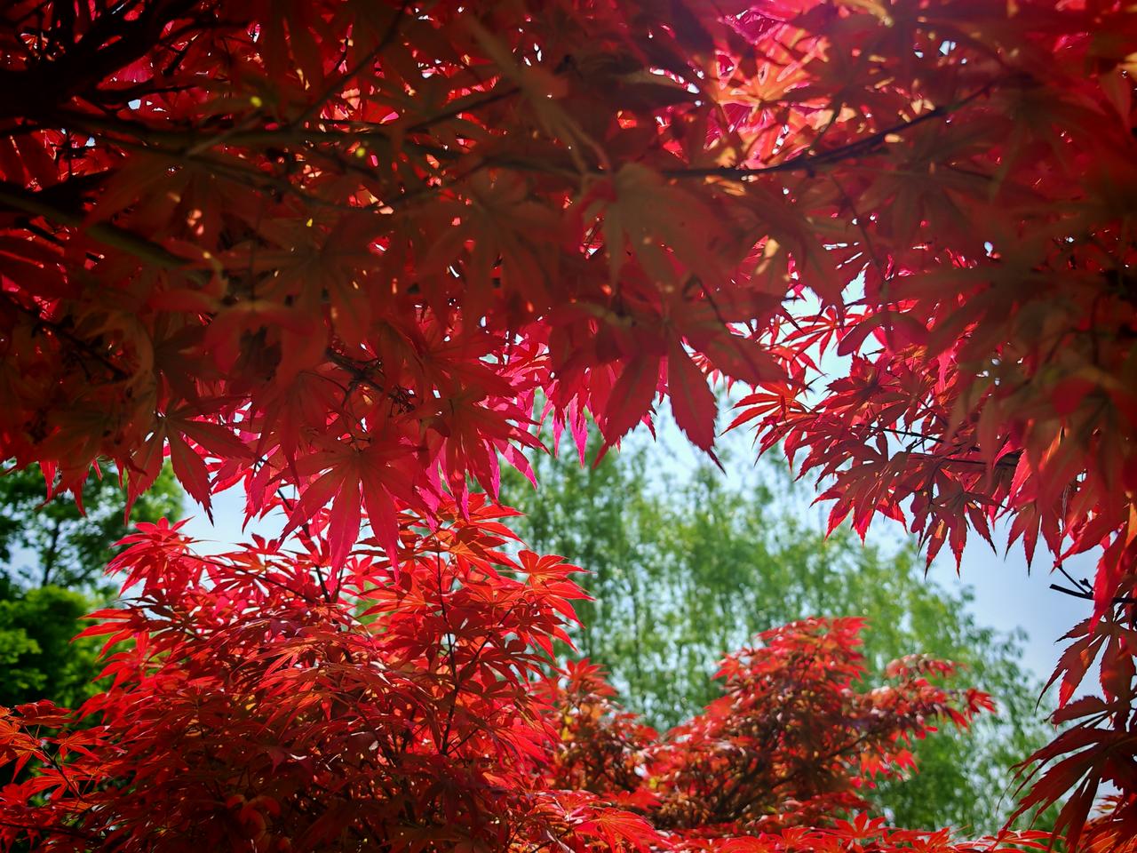 蓝天白云绿树成荫，这画面简直就是大自然馈赠的绝美画卷。天空晴朗得像被洗过，白云软