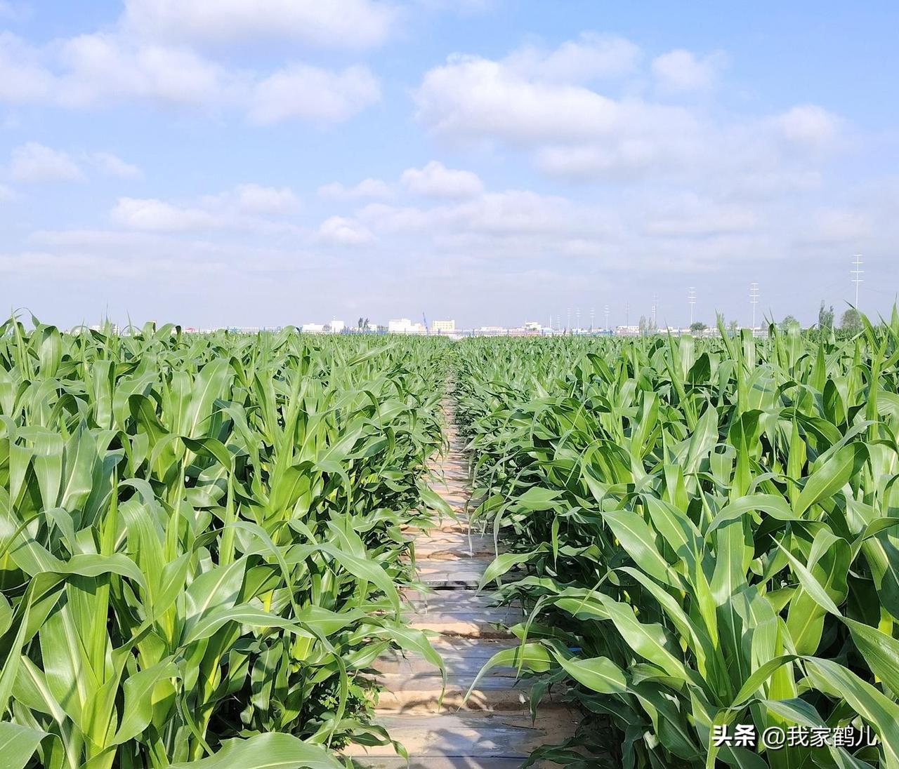 经过2025年全生育期科学管理与综合测产，玉米区域试验成效显著，3个优质高产玉米