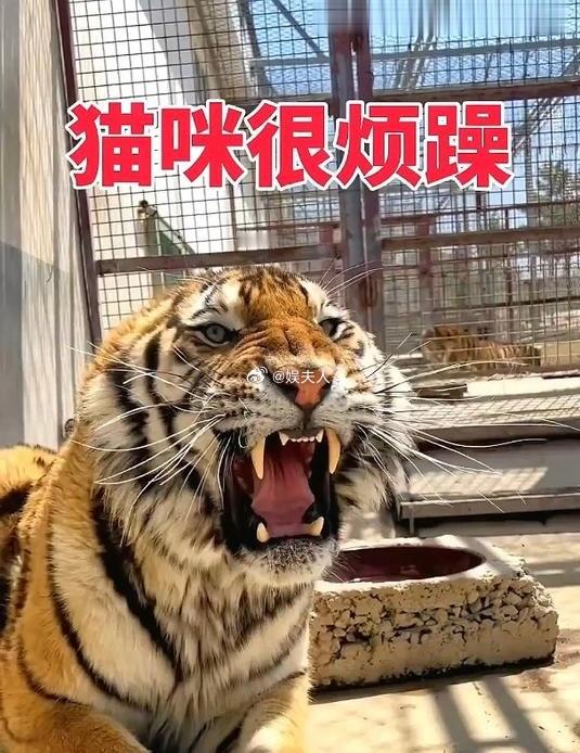 给你们几个可爱的大猫咪表情包哈哈哈 