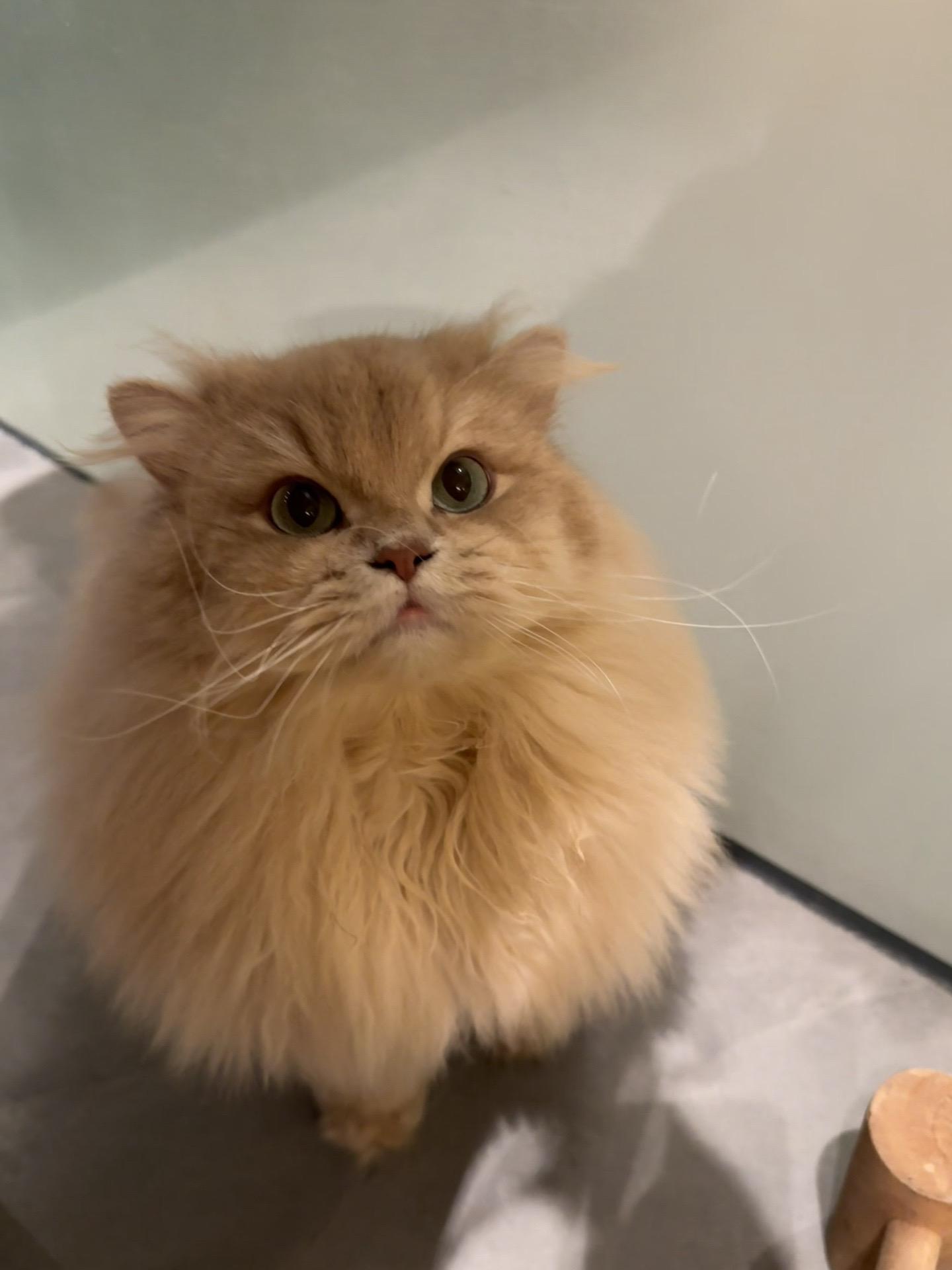 谁能想到vegas是个糯叽叽的谐星呢。