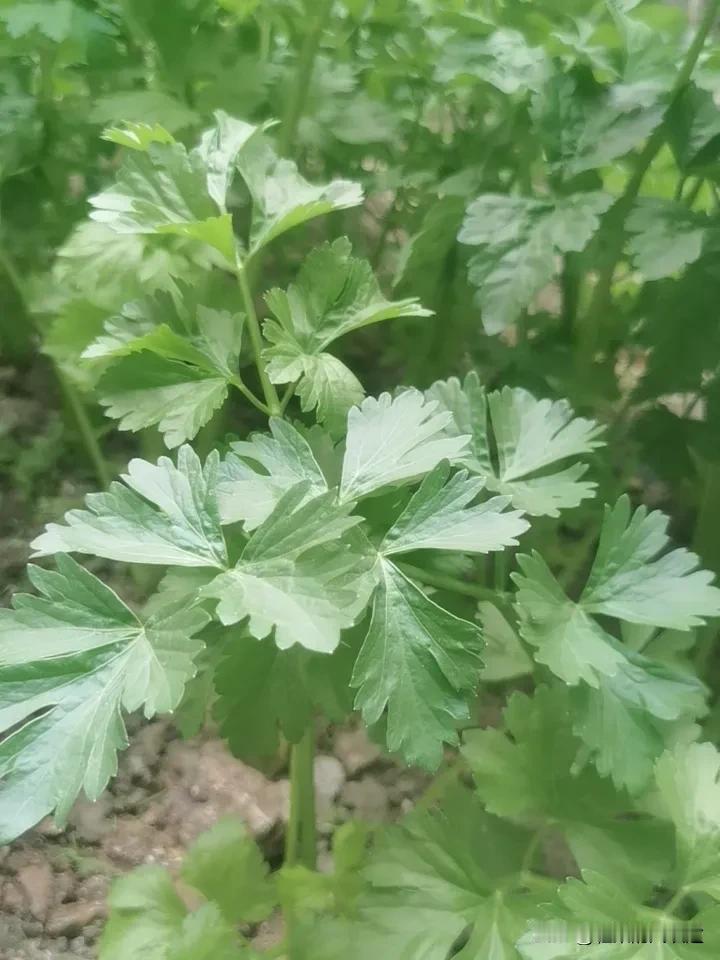 又隔半年回到老家，两边邻居家竟是发生了这样大的变化。

右边邻居家，得癌症的爹爹