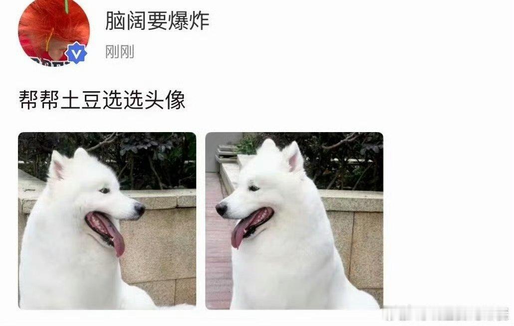 刘耀文高会更新 帮土豆选头像 