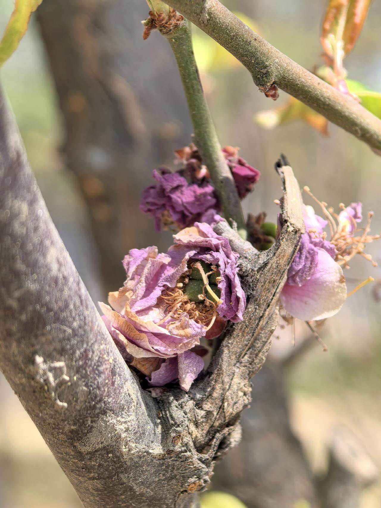 残花也有别样的美。就像秋天里，那一朵朵凋零在枝头的菊花，花瓣不再饱满，颜色也有些