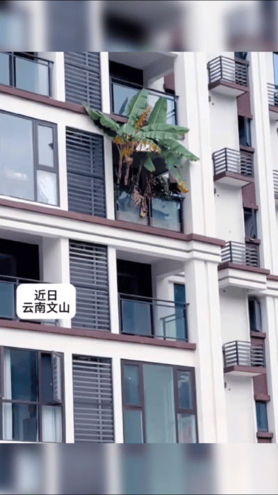 云南人自己品牌的“天堂鸟”！继云南的绿化带后，云南的绿植同样不让人失望。他们能把