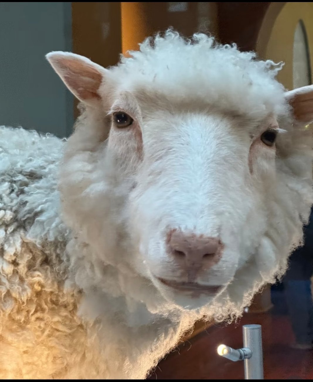 🐏型面孔，还真有点像，特别是鼻子。 