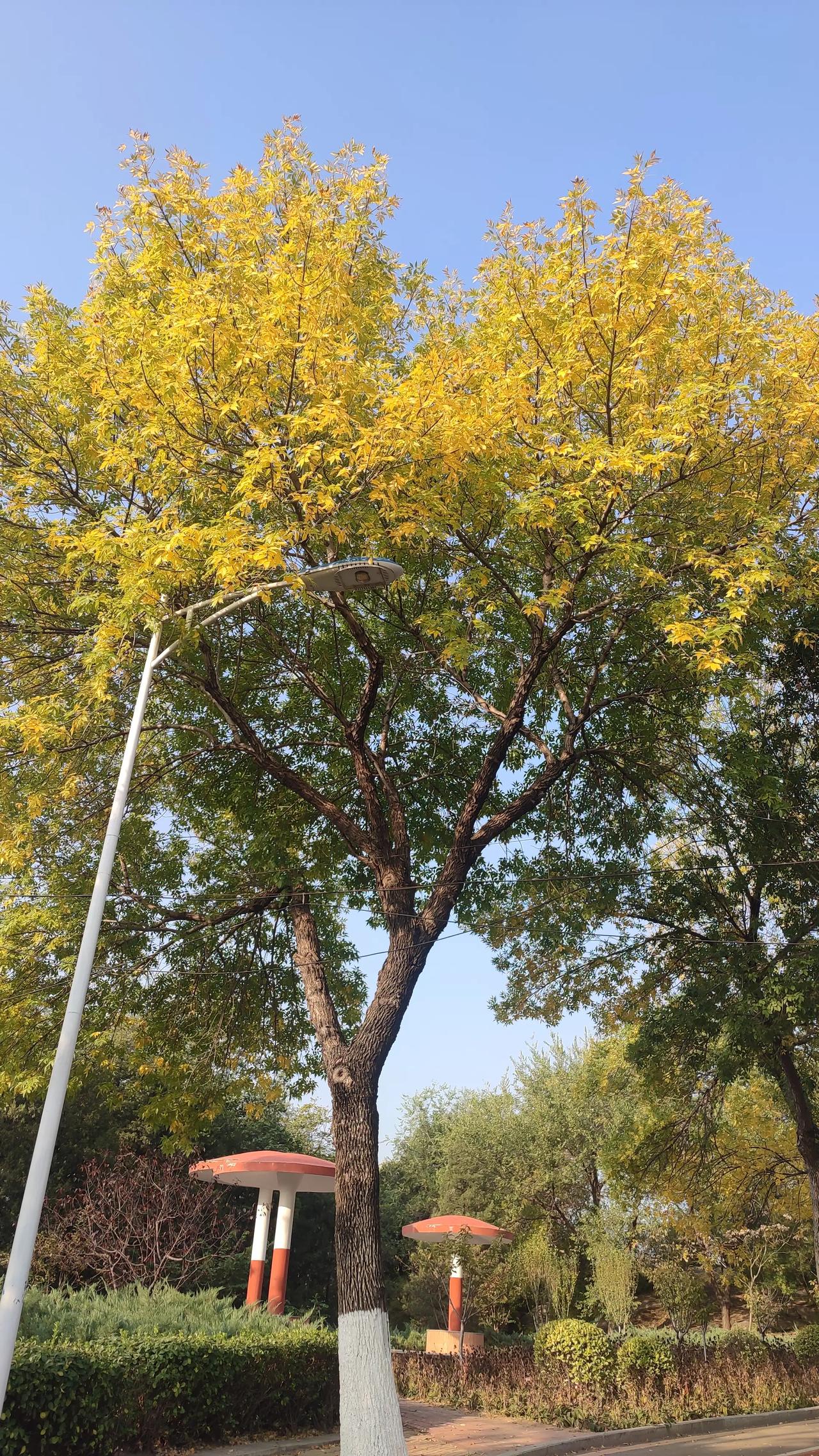#一张图证明秋天来了#早上在公园跑步拍了一张