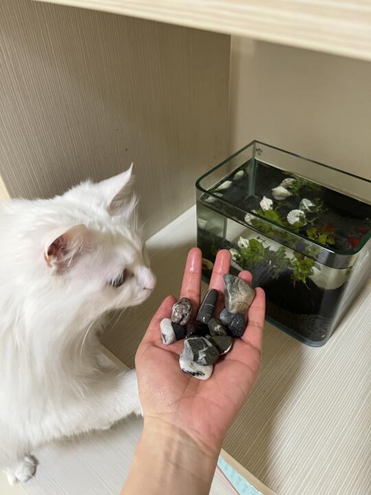 啵啵喜欢小鱼儿