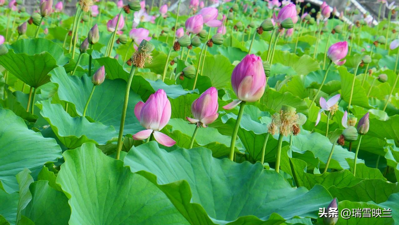 粉荷映碧水，翠叶拥芳华。