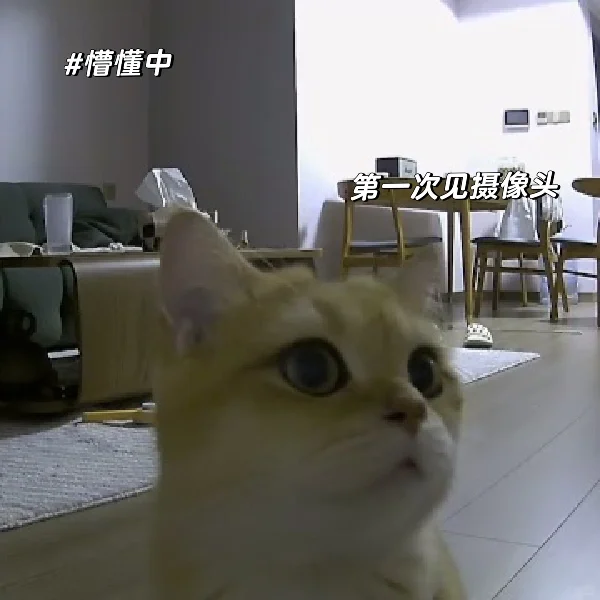 真的好喜欢通过摄像头跟崽崽对话哦