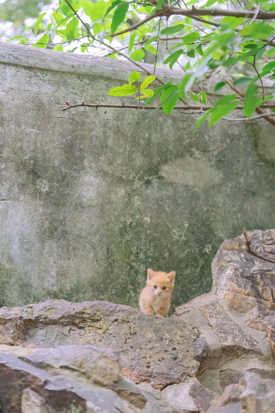 大王派我来巡山