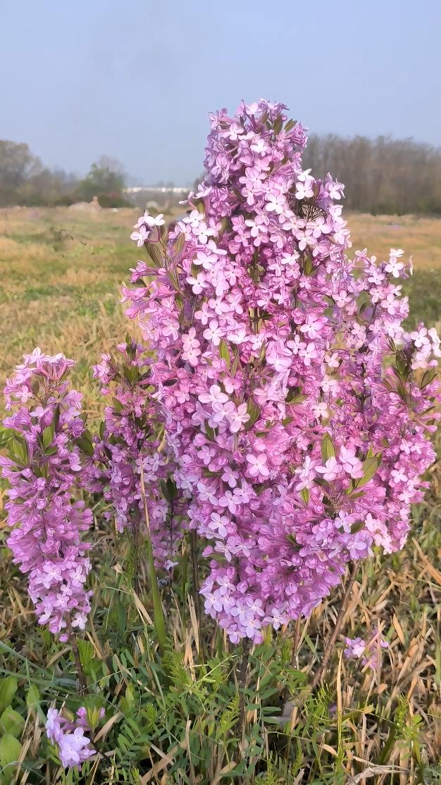 分享一下你随手拍下的照片有谁认识这是什么花？