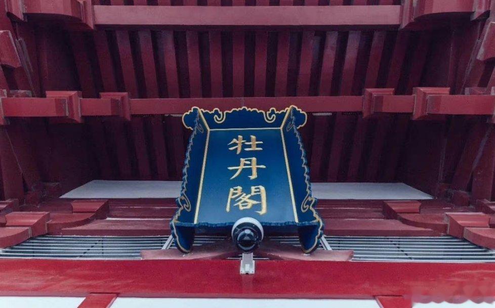 #寻美河南#国色天香，雍容华贵，姚黄魏紫，千娇百媚……对于牡丹的甚爱，世人从未见
