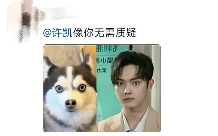 原来撞脸许凯的不是哈士奇是博士奇啊，笑死我了也太像了[淡淡的]硕士能骑博士奇吗[
