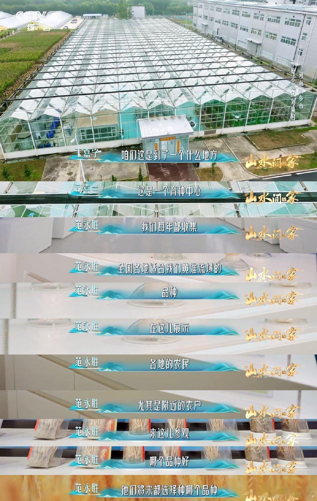 中国科学家花10年培育1粒小麦种子每4个馒头就有1个来自河南 一粒麦种凝聚十年心