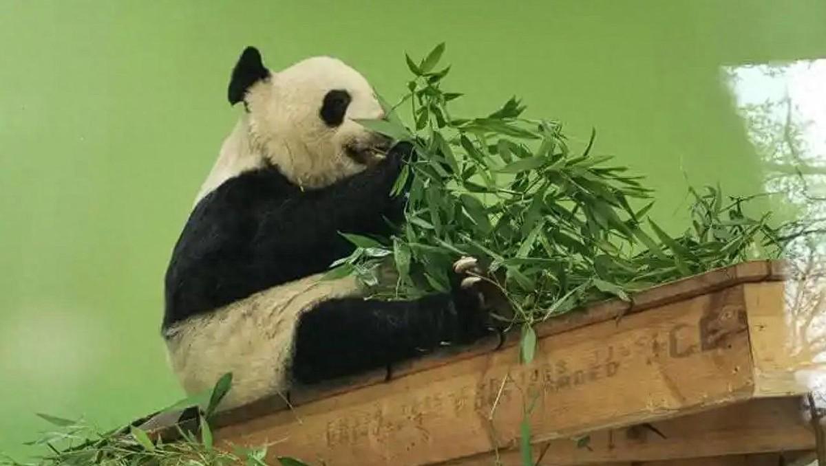 芬兰最近把中国大熊猫提前送回，还公开批评中国，这到底是怎么回事？原来，芬兰动物园