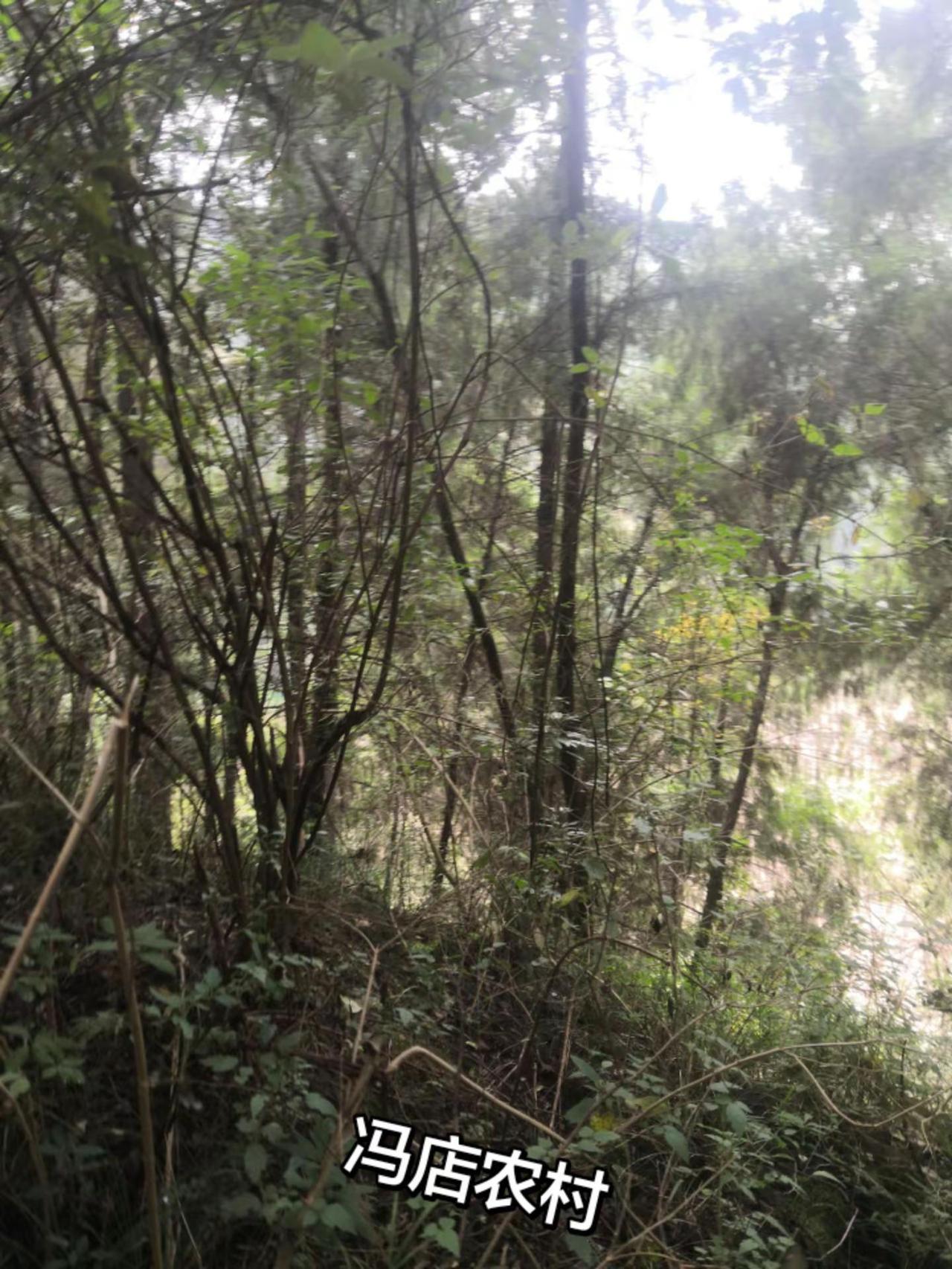 大山里的原生态 日常生活 自然风景区 大山深处自然美山清水秀好风光 农村生活日常