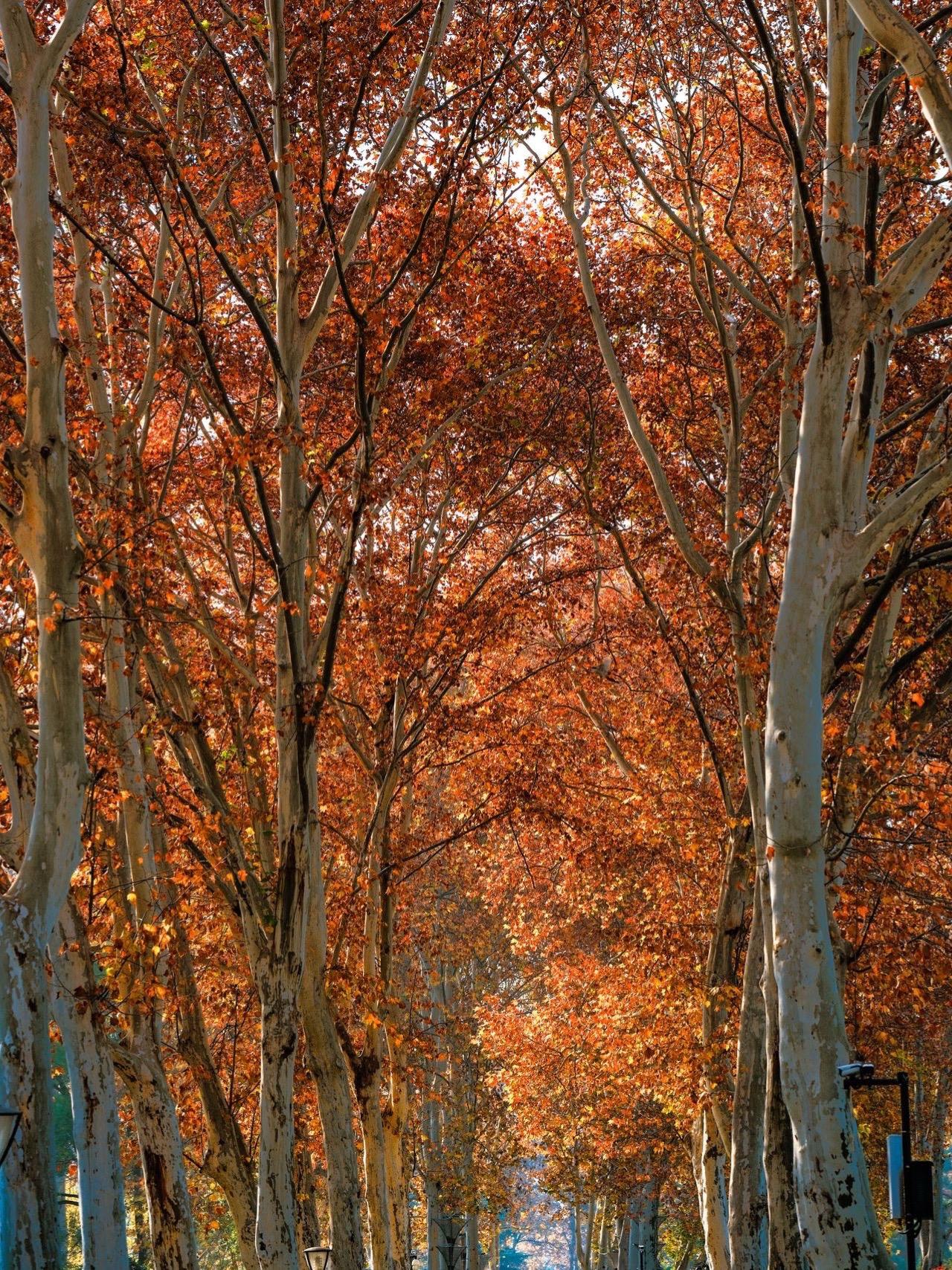 12月3日解放公园实拍，银杏已黄！水杉已红！终于等到解放公园最美的季节...