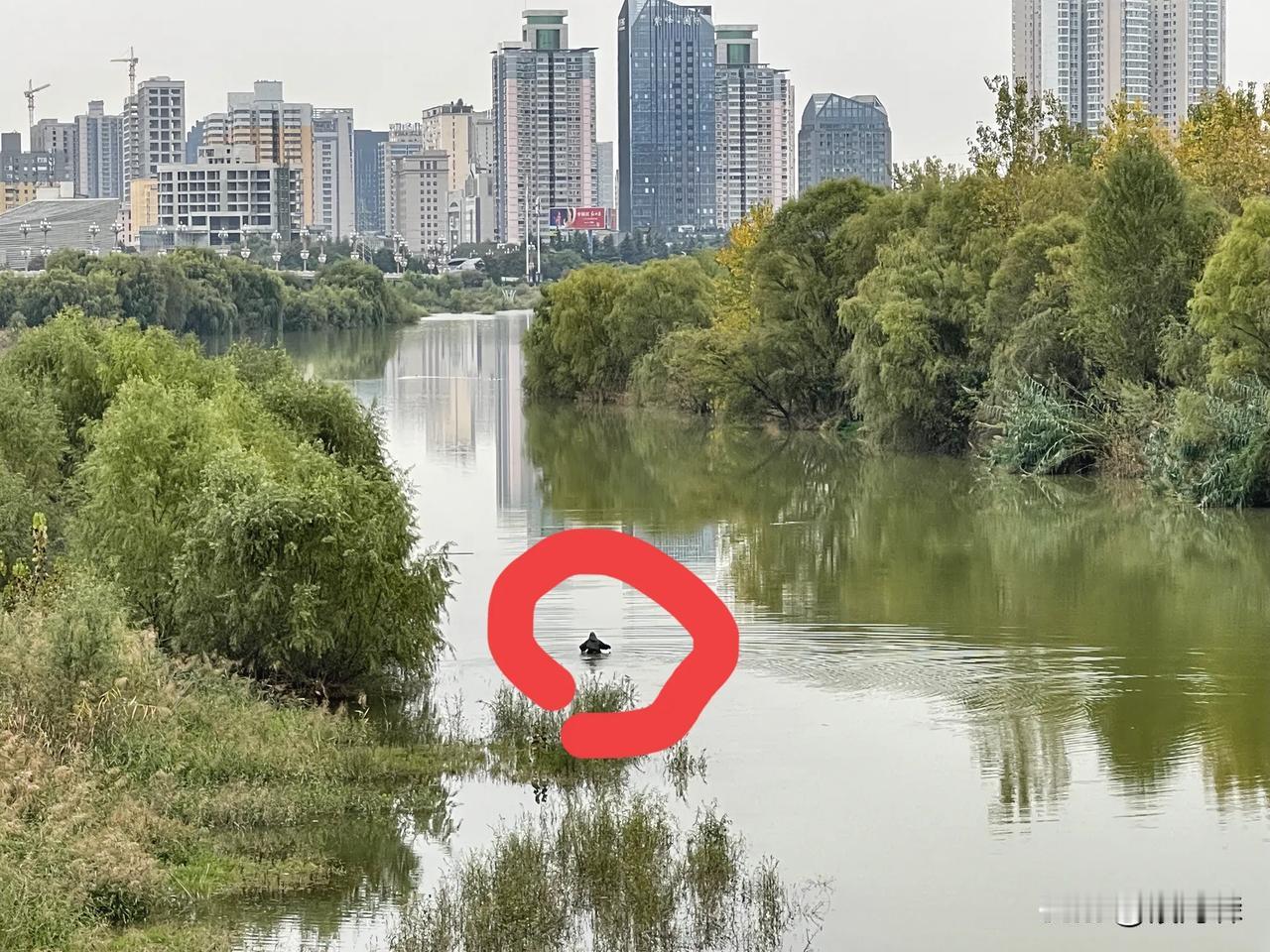  这么冷的天，一个人在金渭湖里干嘛呢，不要命了？
      今天上午十点左右，