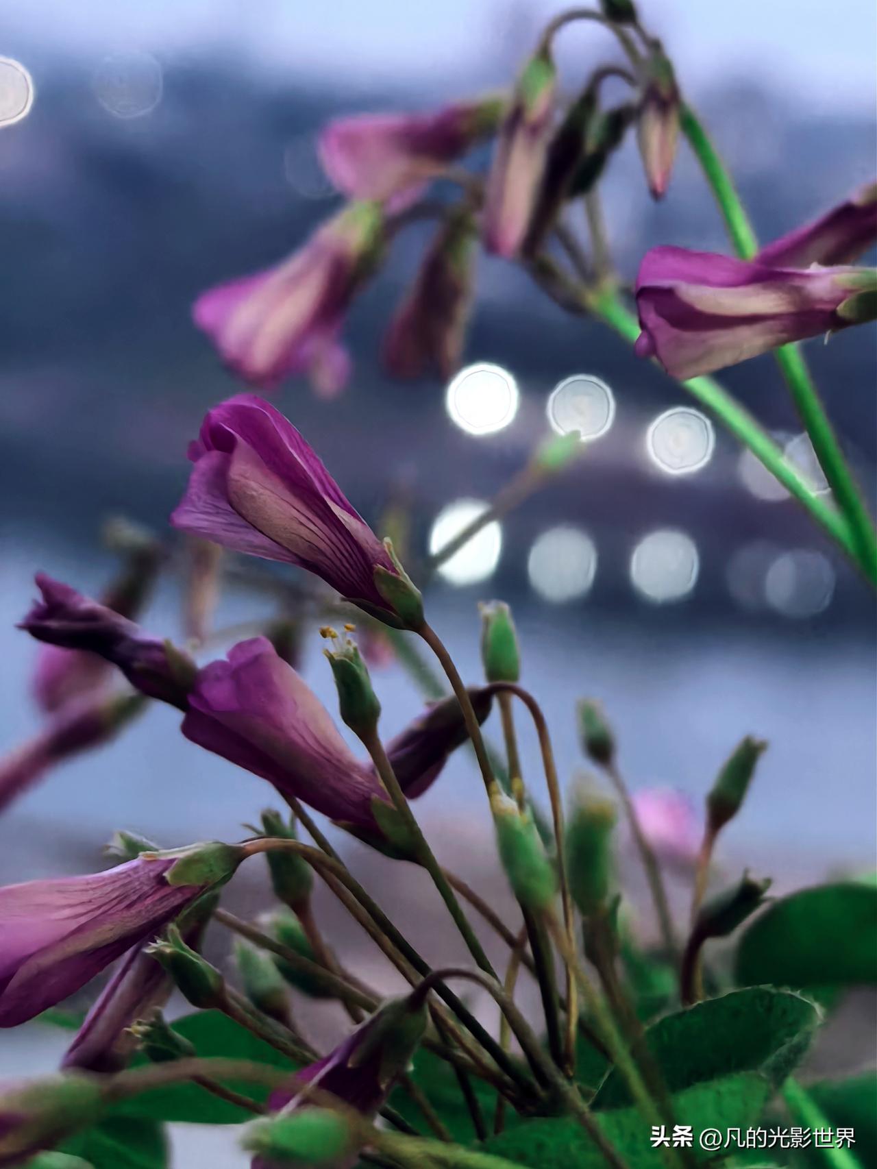 分享一张你最近拍的花最近爱种花的同学在群里晒自己种的这种花开了，那种花有花骨朵了