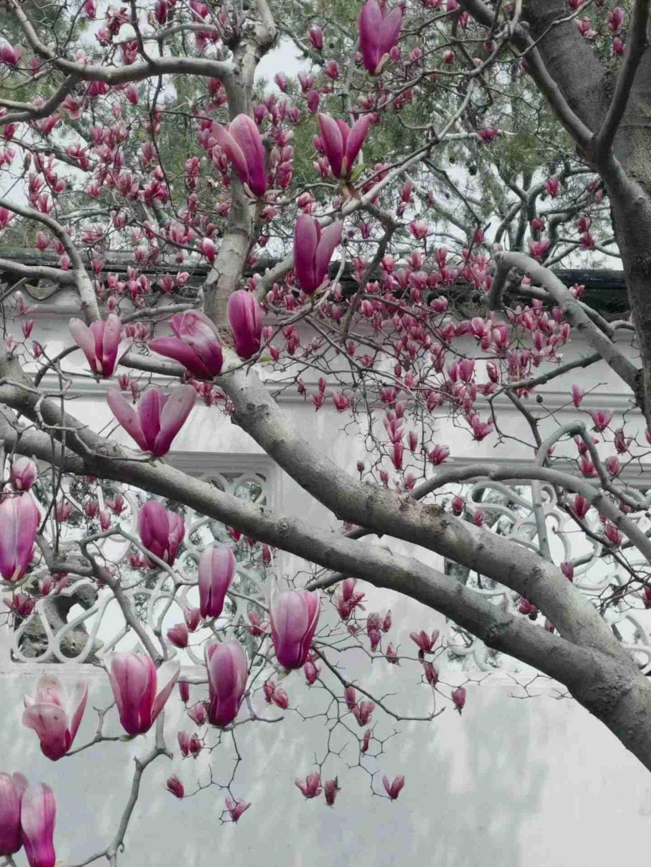 我的今日状态：🐯虎虎生威
我这里的天气：☁️阴天
周三阴天，别被天气困住心情。