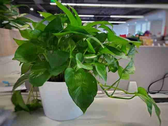 看看绿植发呆等下班！带定位晒今日生活
我的今日状态：😪没睡醒
我这里的天气：☁