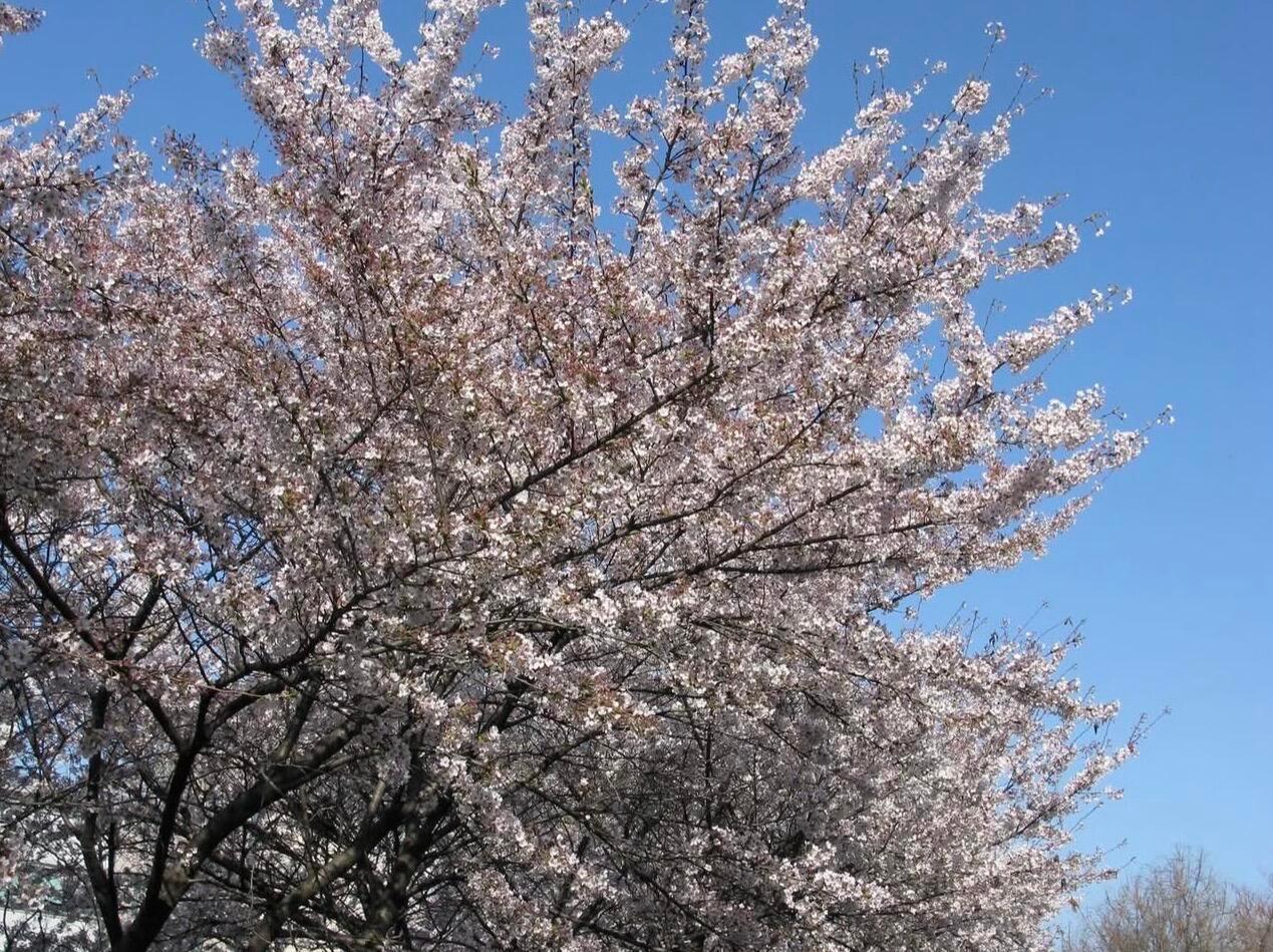 樱花树下的安宥真🌸 