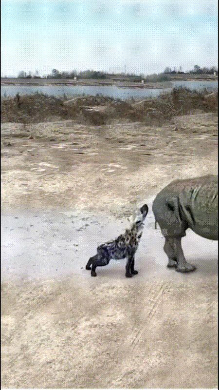 鬣狗也有下不去嘴的时候！[捂脸]