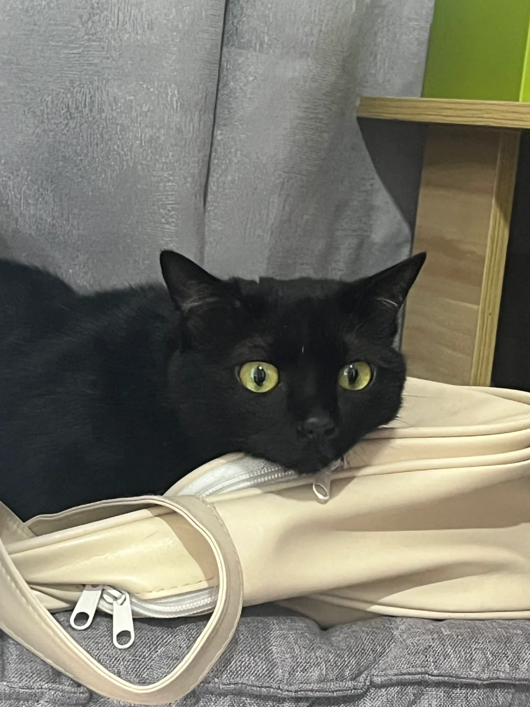 黑猫的迷惑行为