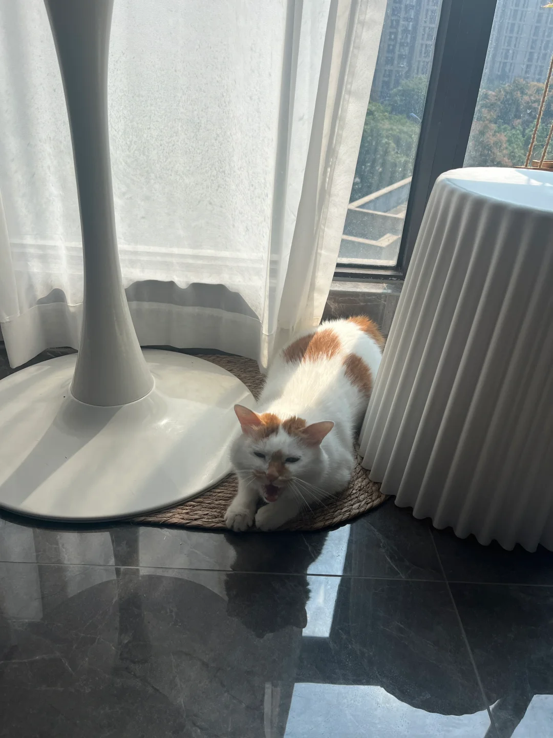 又到了可以晒太阳的日子