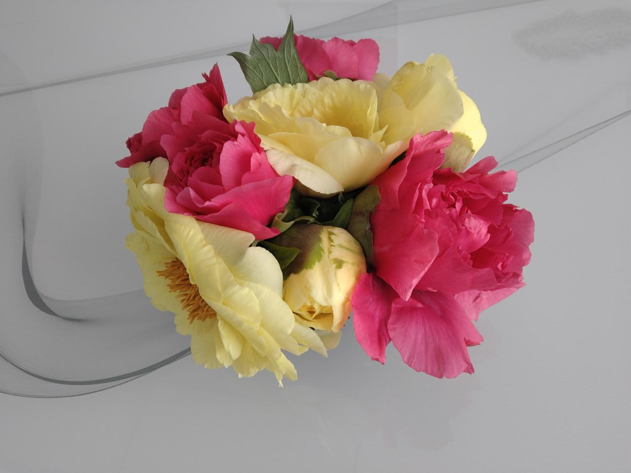 昨天还都和那个黄色的小骨朵一样含苞待放，没想到一夜之间竟然都开了，好大好漂亮的牡