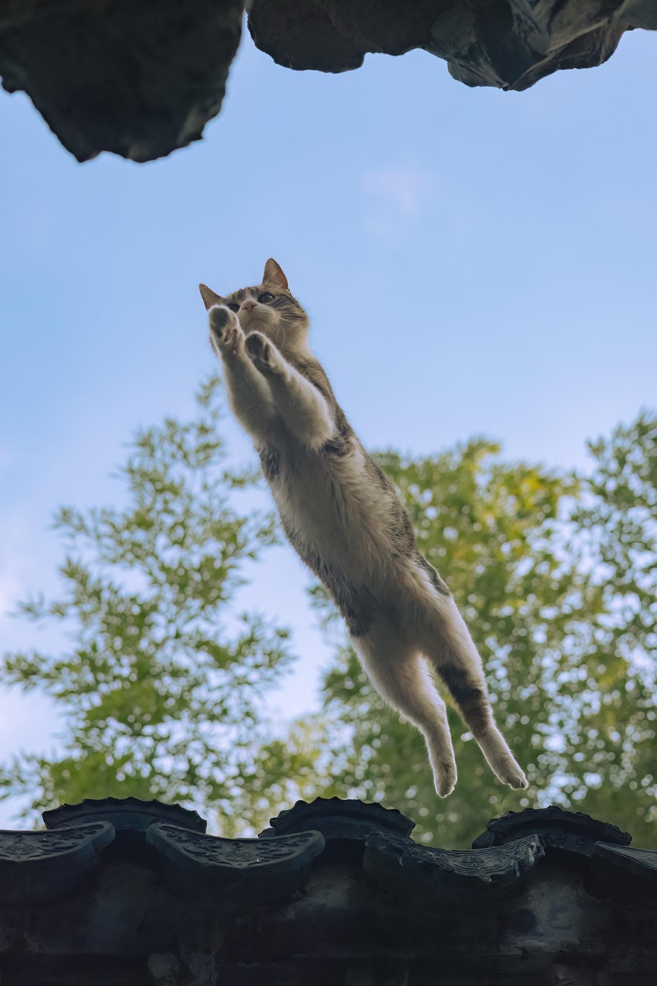 唯愿苦痛都是短暂的，最后都能从容跨越。四月转运飞猫
