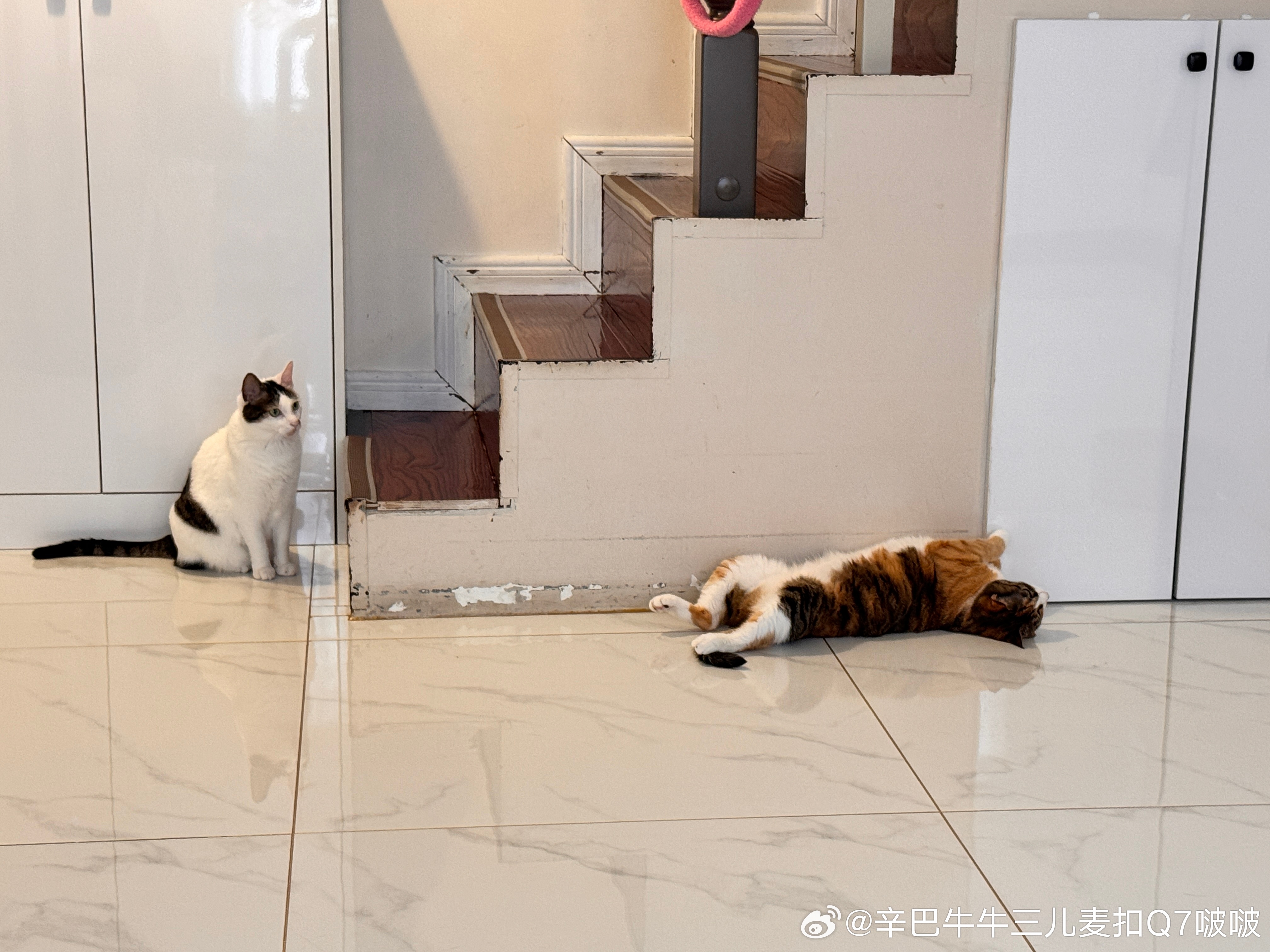 麦麦，我劝你冷静