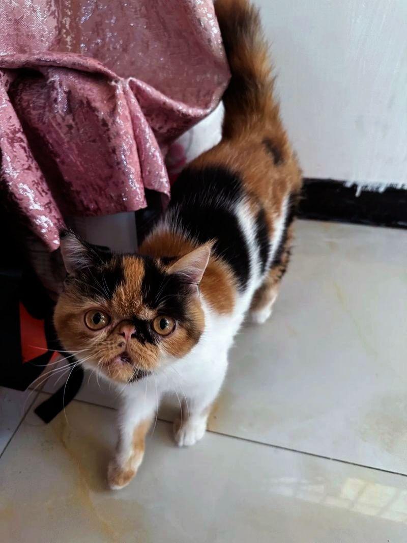 我评论了@六儿小宠 的作品：
我也有三花猫，要不让它牺牲一下？猫咪 萌宠出道计划