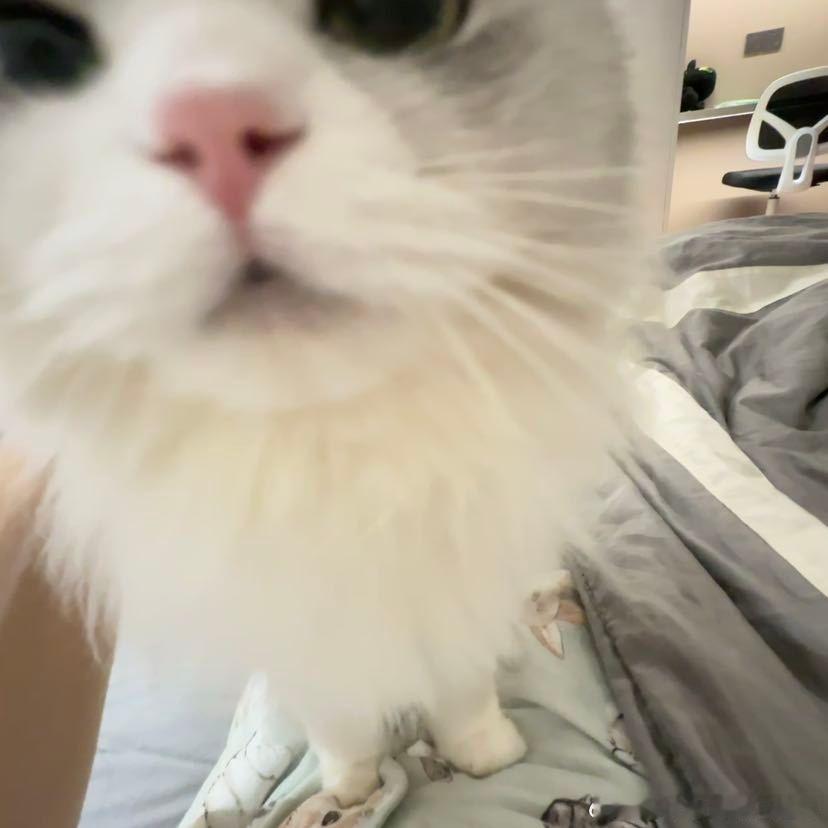 不丢小丢亲亲😺