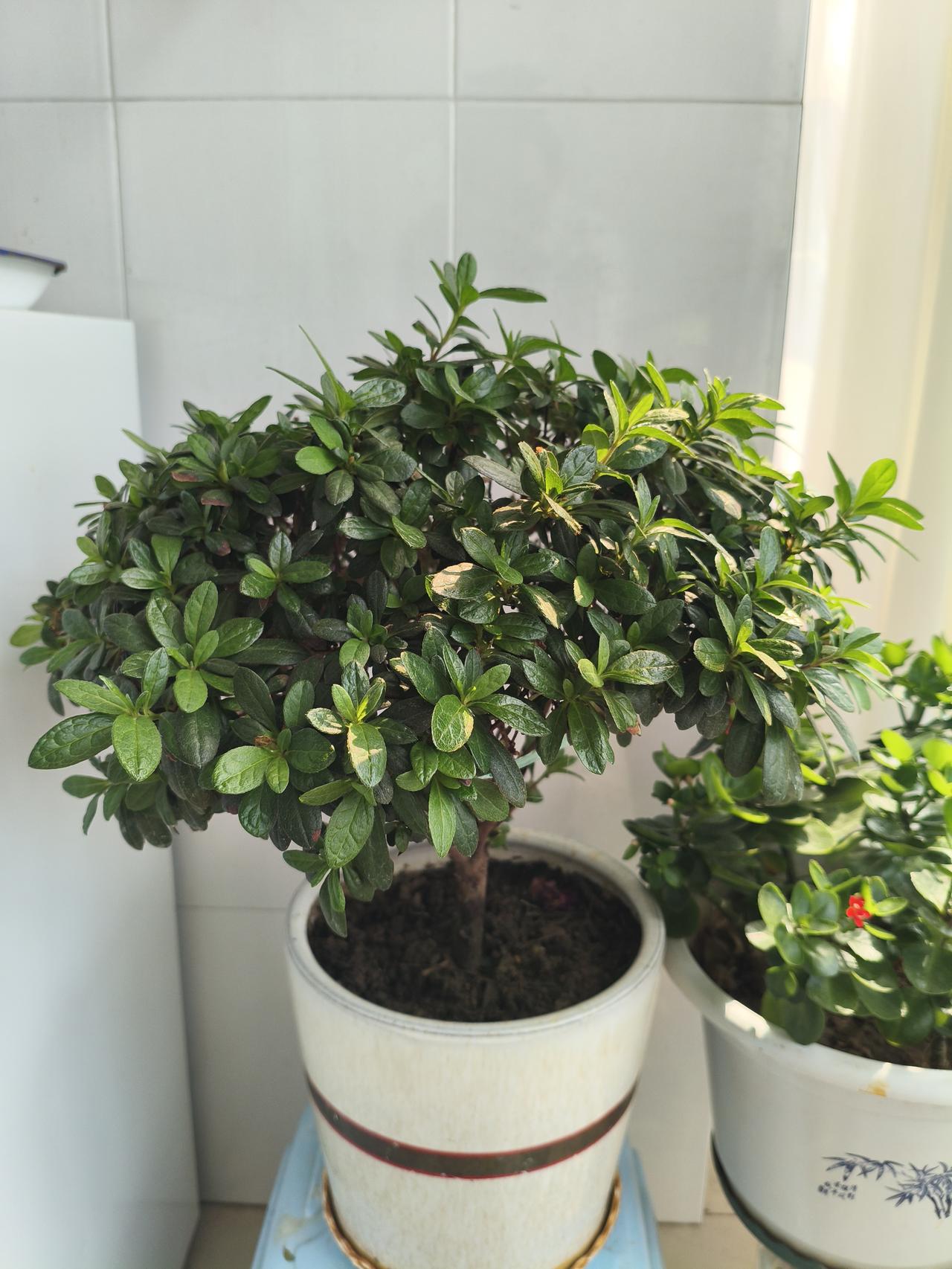 我的杜鹃花，位置山东省，期待明年爆花