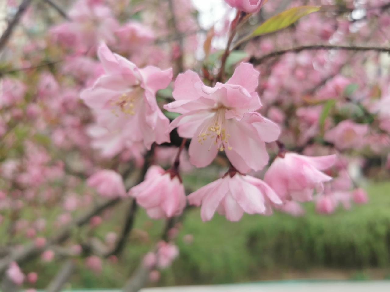初春赏海棠，何须去西山？院子里几株垂丝海棠已经开始怒放。