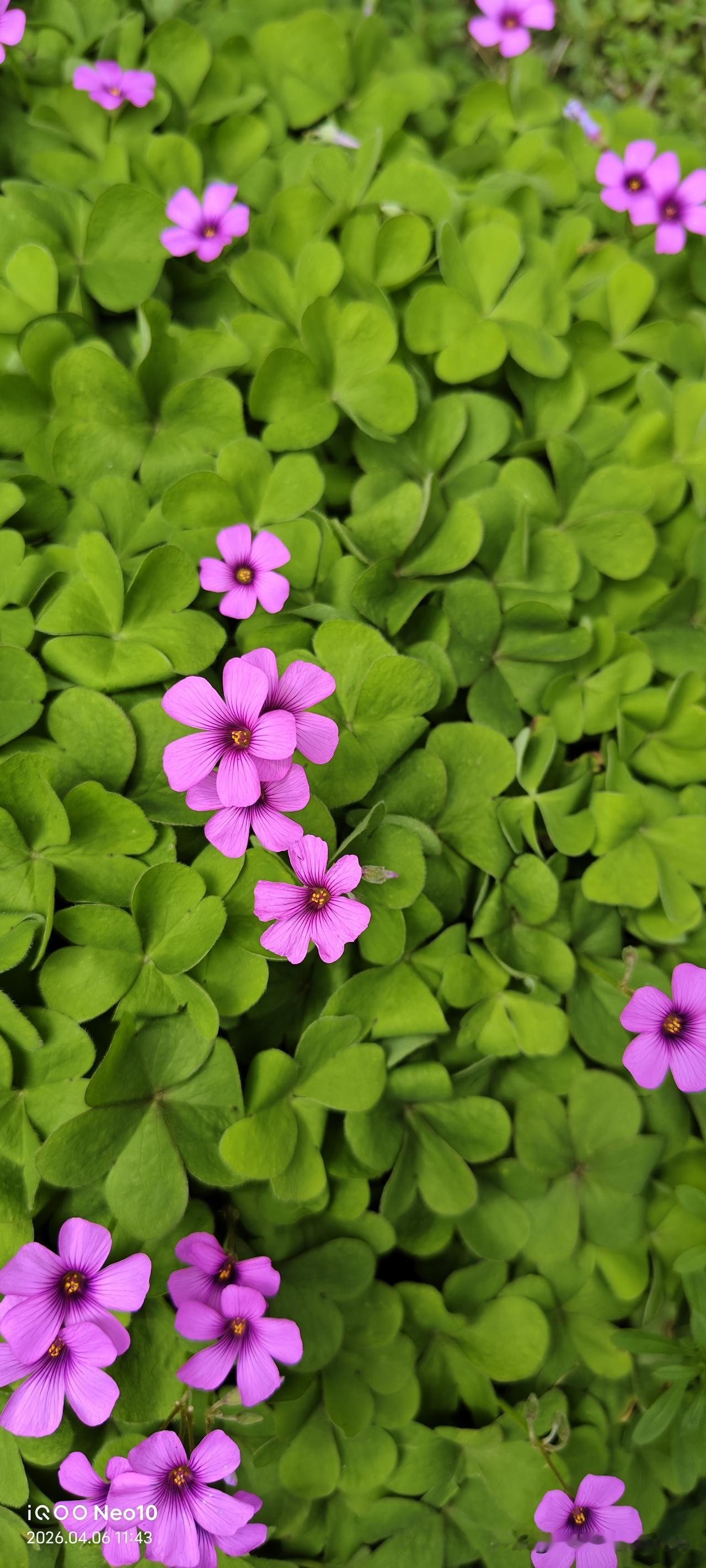 光去年我们都腌了30斤的芥菜丝吃，我先买了10斤，表弟以前是厨师切的可好了，组长