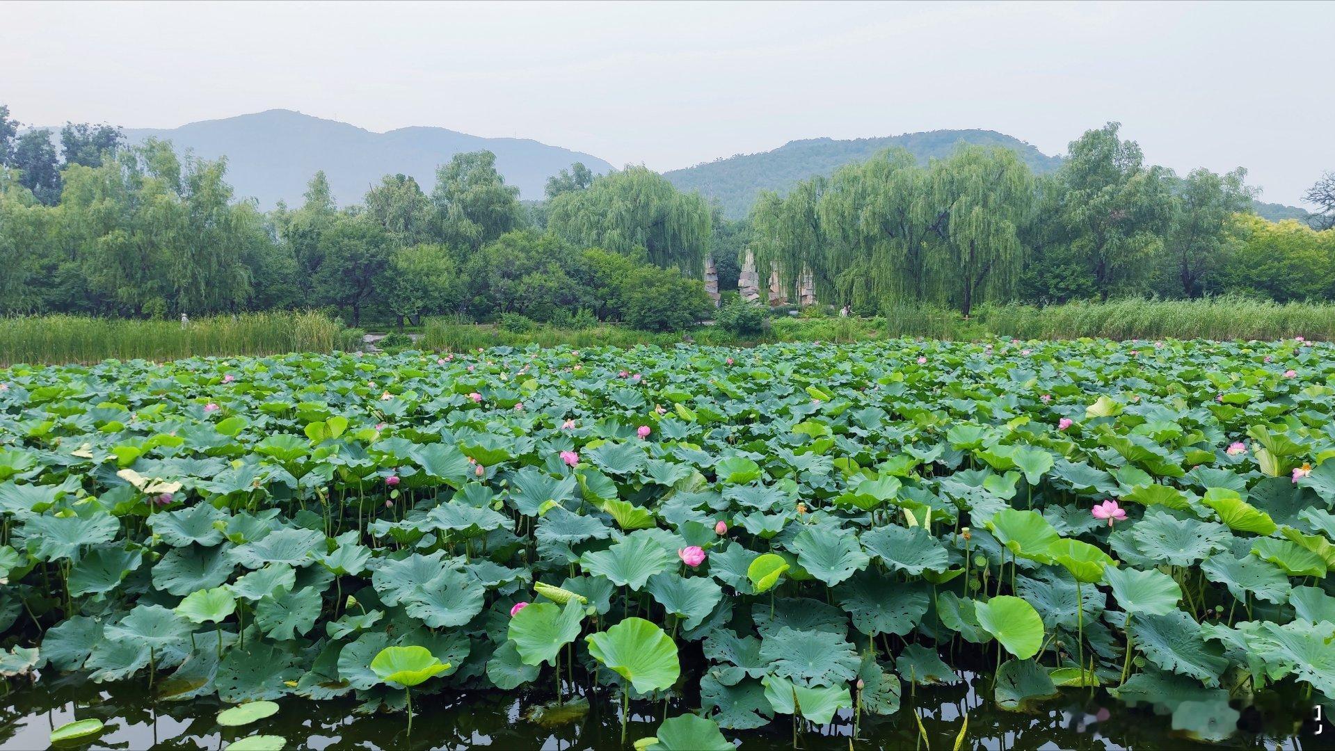 北京国家植物园草木葱茏，绿意盎然摄影​​​