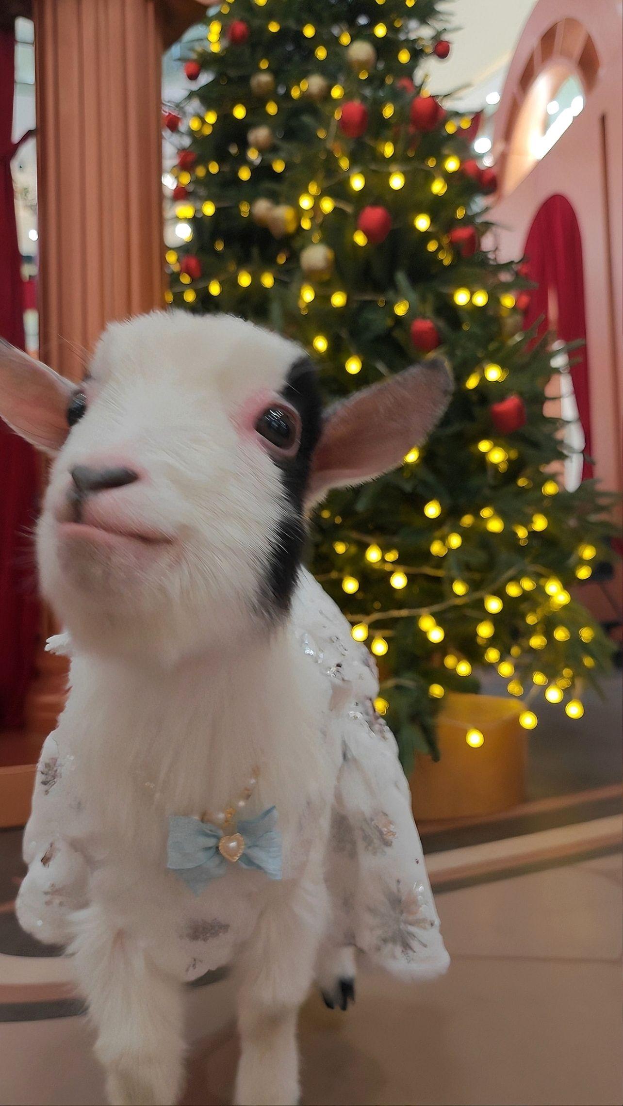 泥嚎鸭～我是圣诞小羊。我将祝福我所有的姨姨天天开心发大财，让我们一起说...